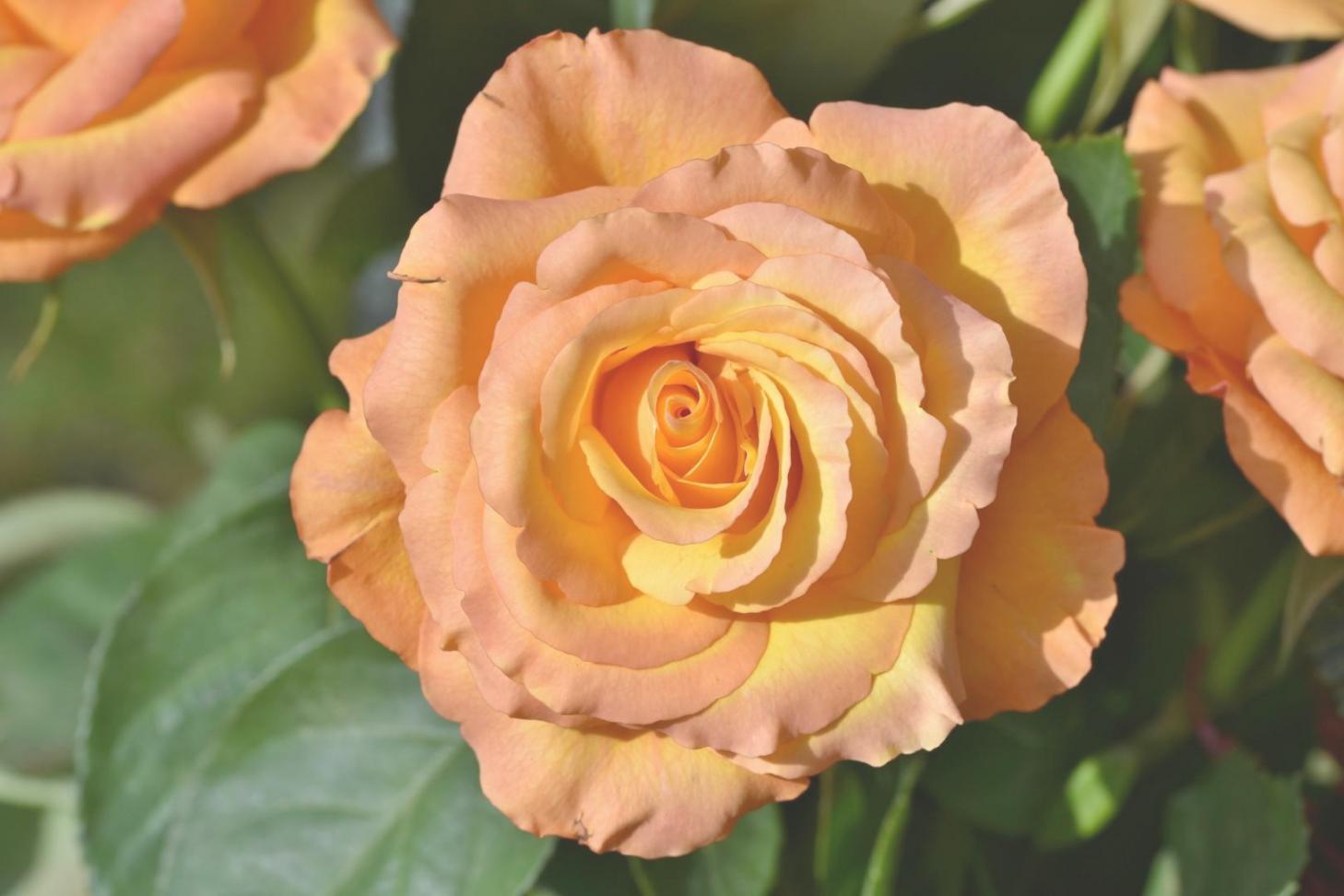 Professional flower arrangement being prepared in our studio